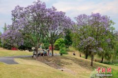 四川成都：天府公园蓝花楹迎来盛花期